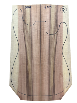 European Yew nº1